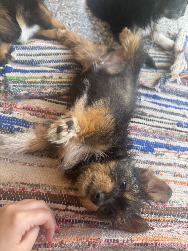 Cățeluși spre adopție – crescuți în curte, prietenoși și jucăuși