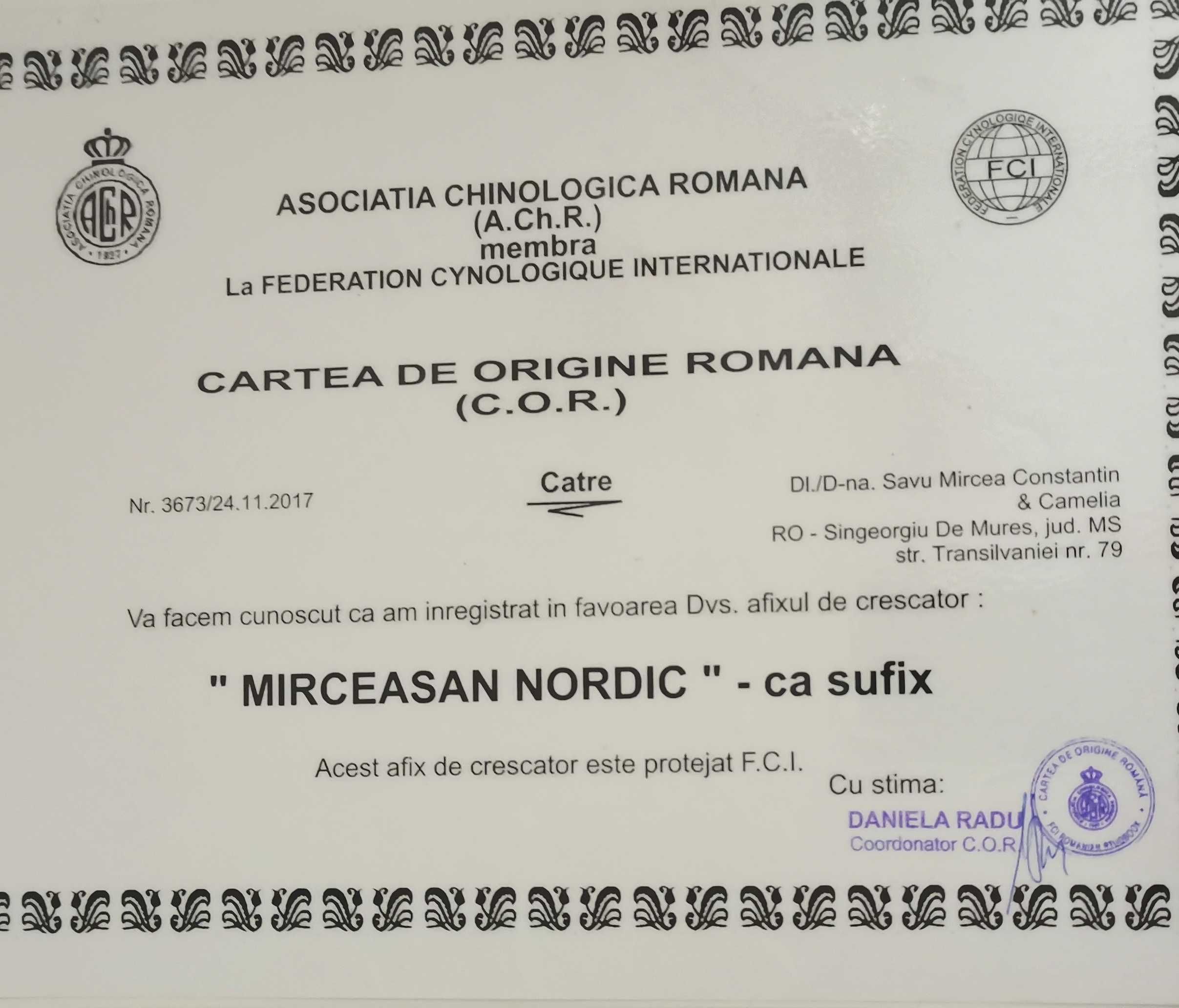 Cățeluș Akita inu de top, din părinți multipli campioni.