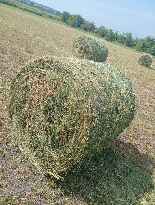 Vând baloți rotunzi de lucernă