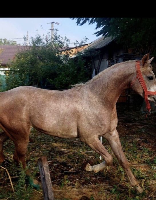 De vinzare acest calut are 2 ani pur singe arab fac si unele schimburi
