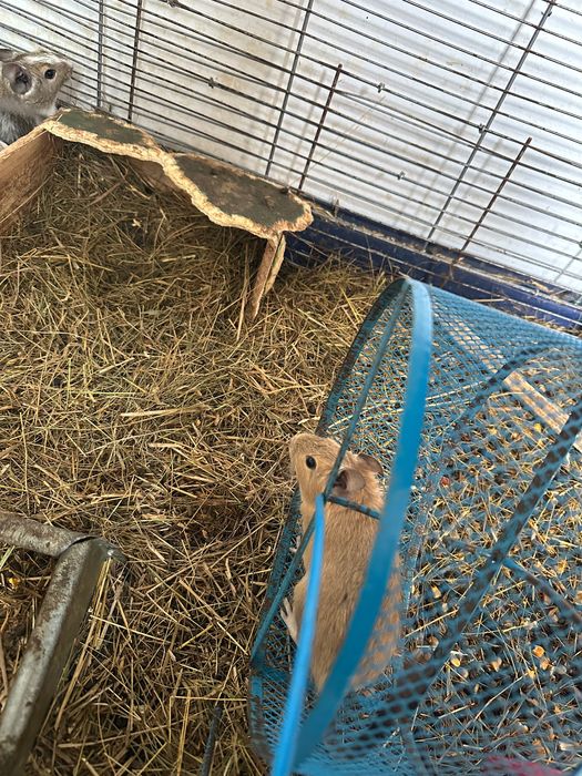 Roata rozatoare de vânzare