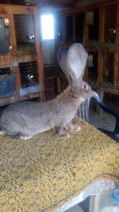 Зайци Белгийски великан