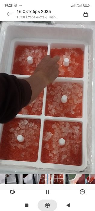 Мальки форели на заказ