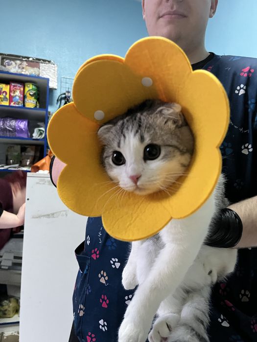 кот Вислоухий Шотландец для вязки