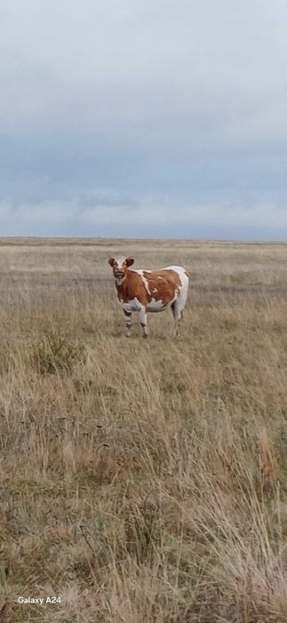 Семйз кунажындар сатылады жекеге соғымға