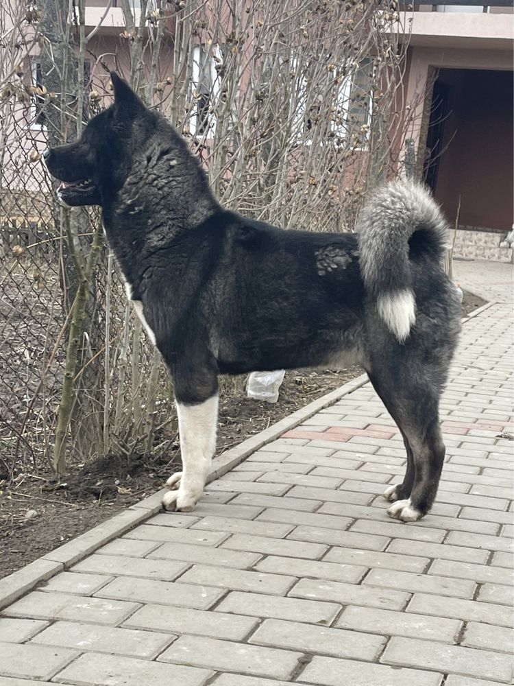 Femela Akita American cu pedigree, drept de monta campioana