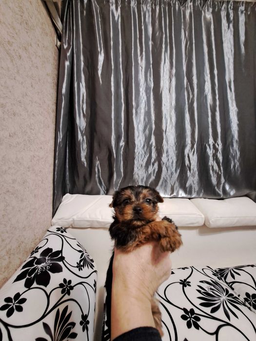 Продавам йоркита