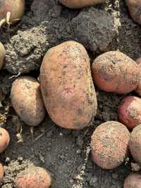 Семена картофеля