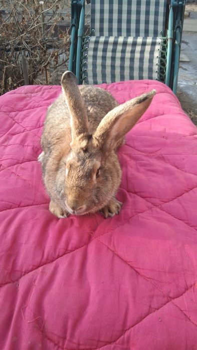 Продам кроликов г.Семей