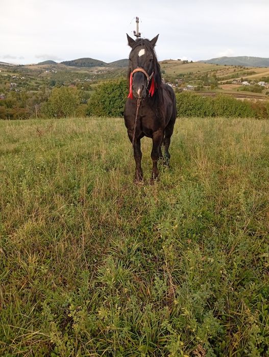 De vânzare armăsar