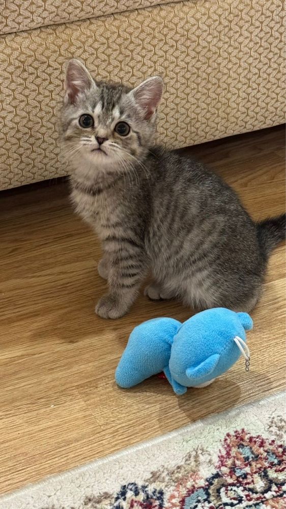 Продам котенка шотланца