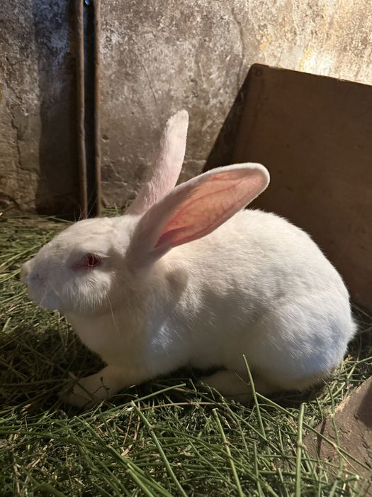 Vand iepuri de rasa mare peste 3 luni