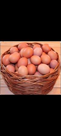 Домашние яйца по 70 тенге!