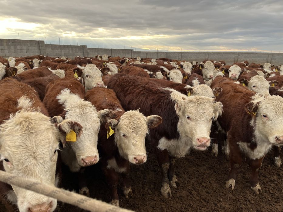 Буаз Акбастар племенной
