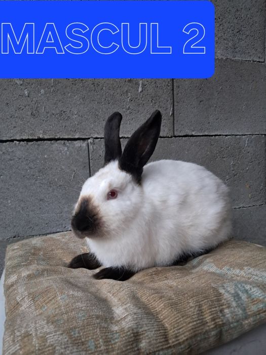 Vând iepuri californian