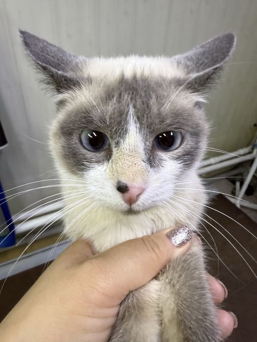 Отдам кошку в добрые руки