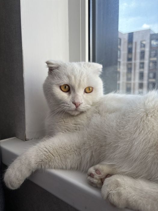 Отдам кота, очень умный хороший