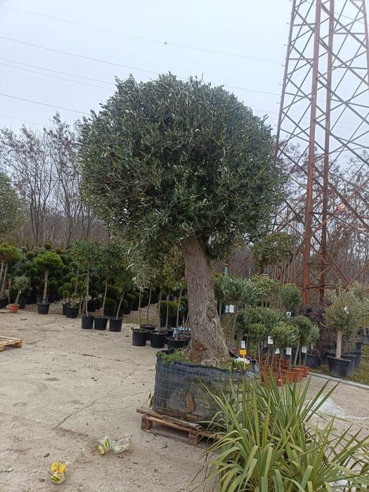 Măslin secular de peste 30 de ani