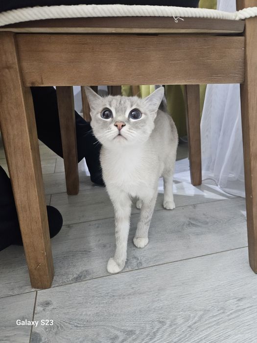 Отдаш кошку в добрые руки