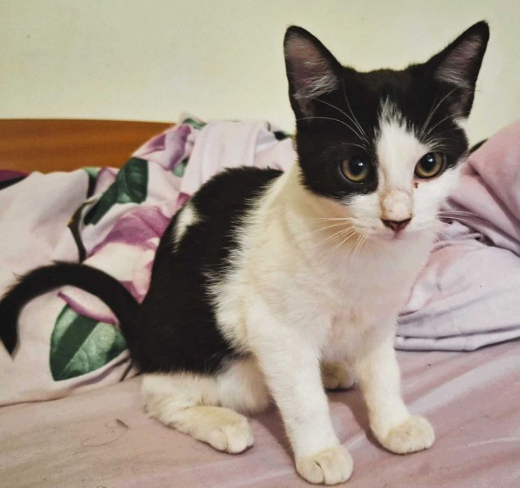 Pisoi 4 luni gratuit spre adoptie