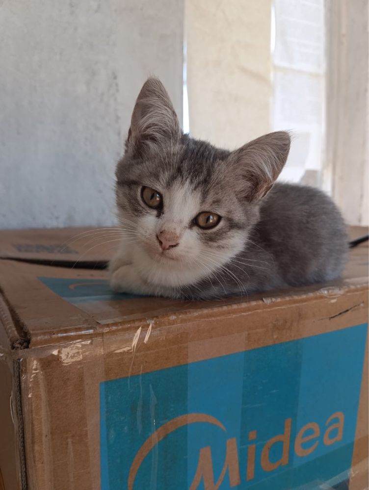 Милые котята  ищут дом