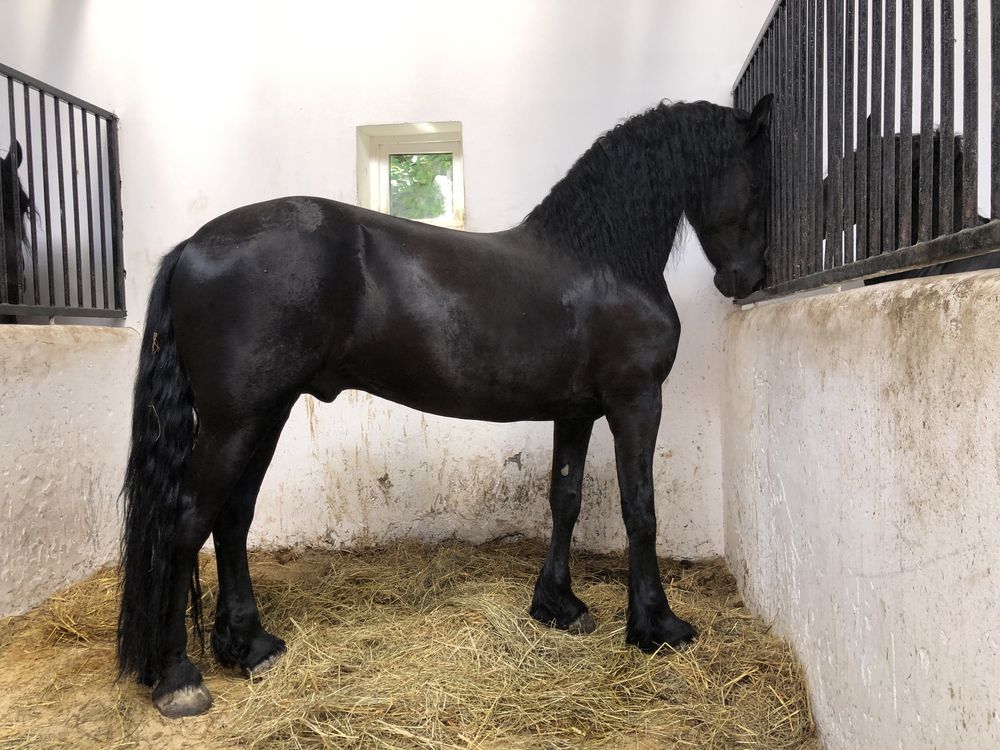 Armasar Friesian Iapa Frizian