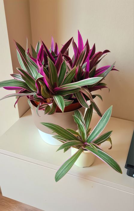 Рео вариегатный черенок