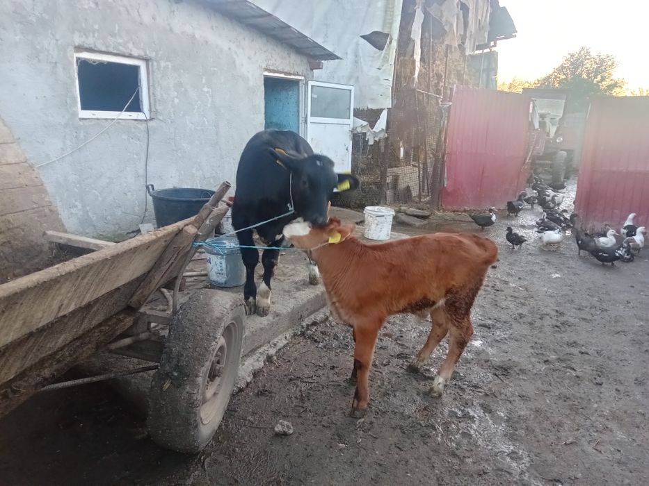 Viței de vânzare