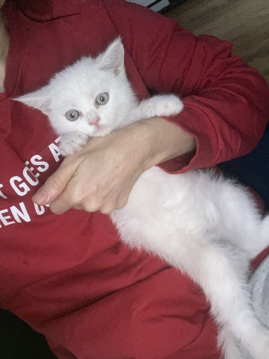Кошка скотиш страйт