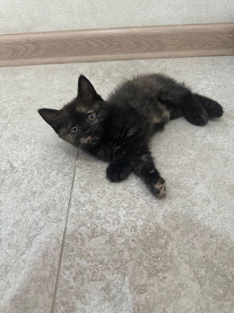 Продаю породистых котят