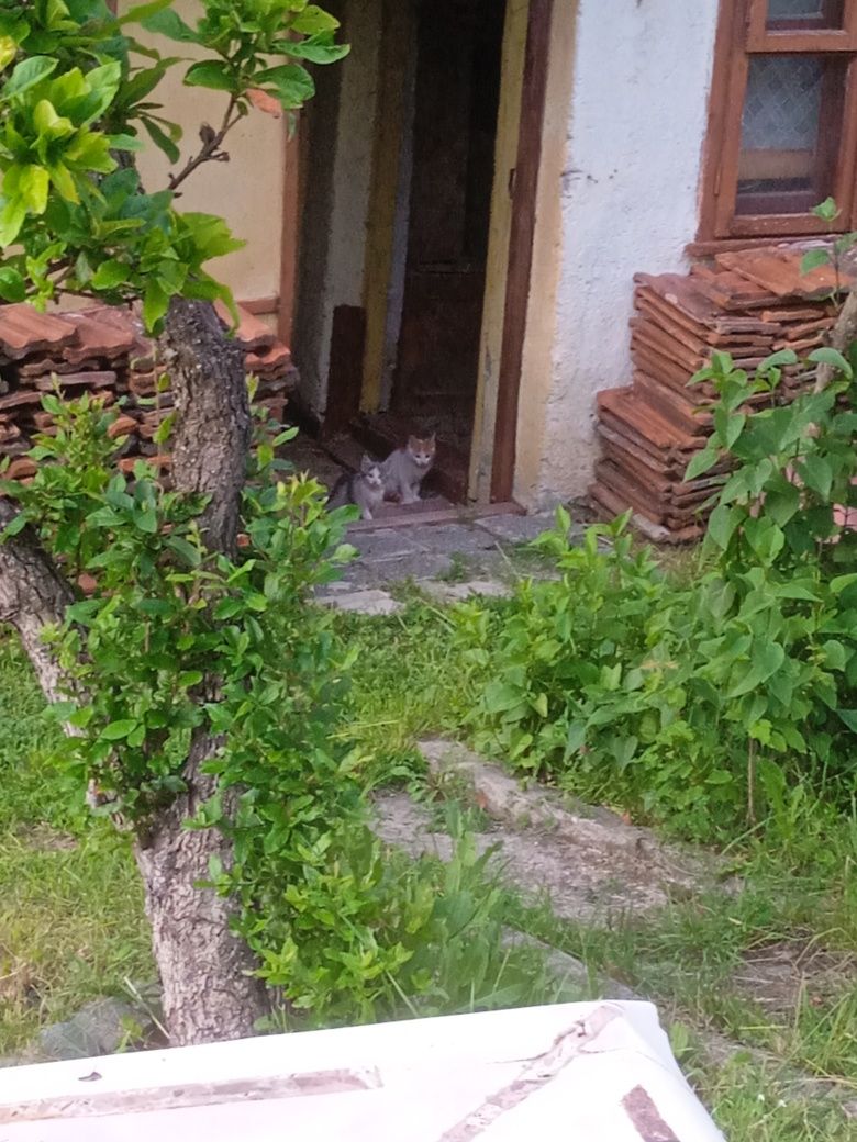 Котенца за осиновяване