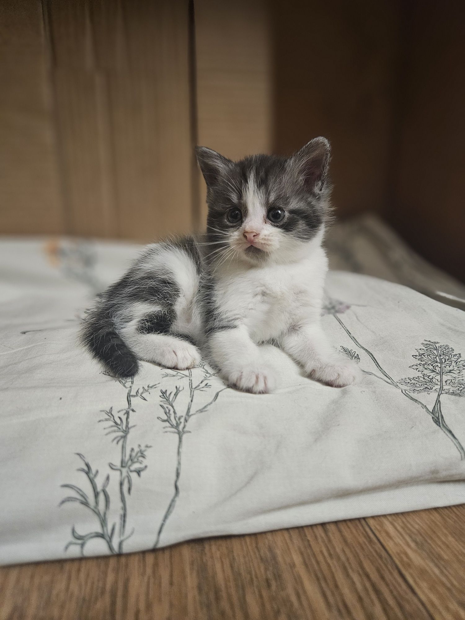 Отдам котёнка девочка