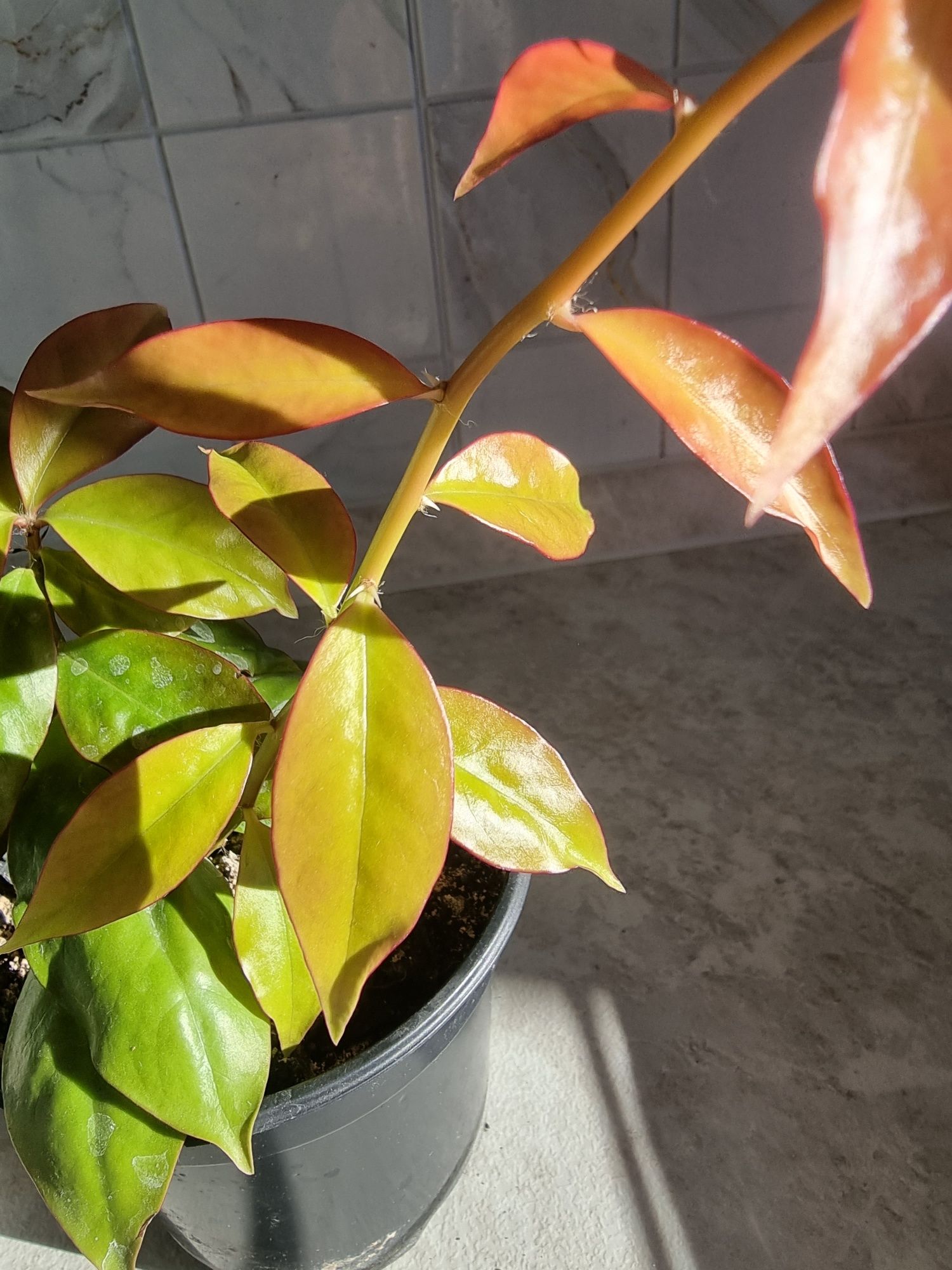 Комнатный цветок-Кактус листовой-Переския