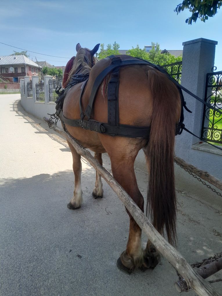 Vând iapa garantată la ori ce