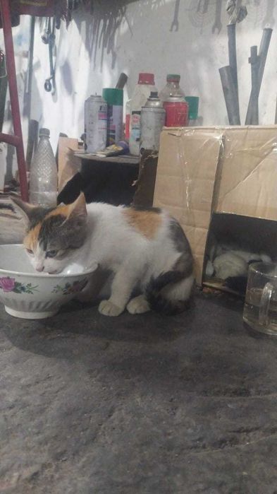 Кошка девочка трёхцветная двухмесячная