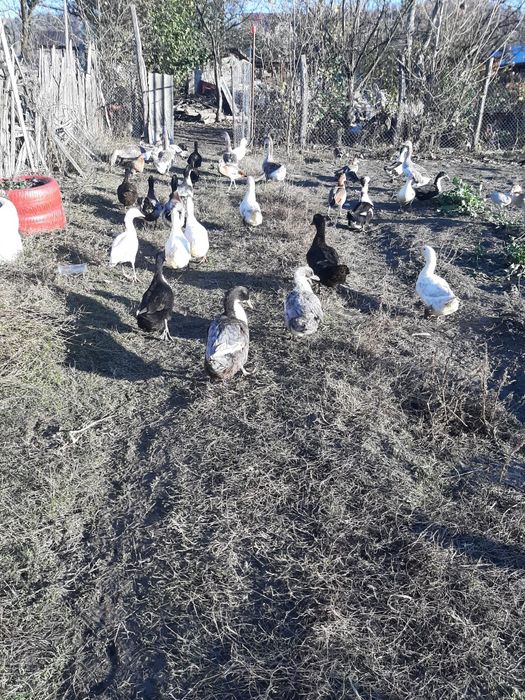 Rate ,Gâște , Cocoși, Iepuri diferite varste si culori