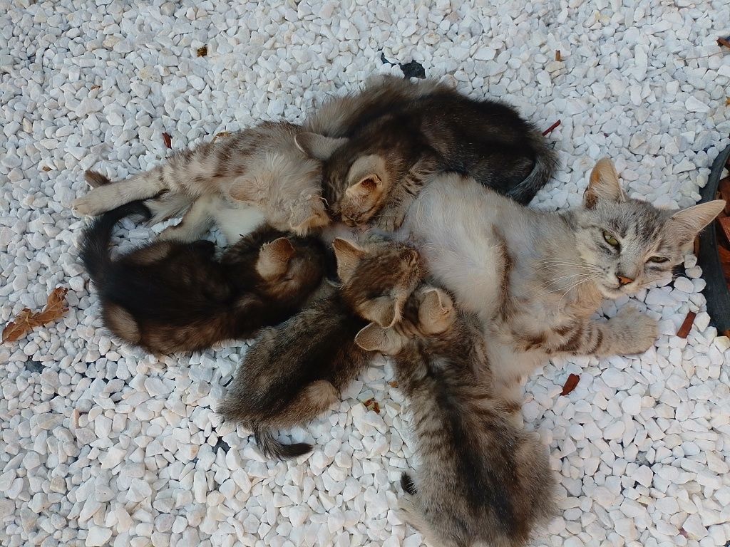 Ofer spre adoptie 5 pisoii (motani)foarte dragute