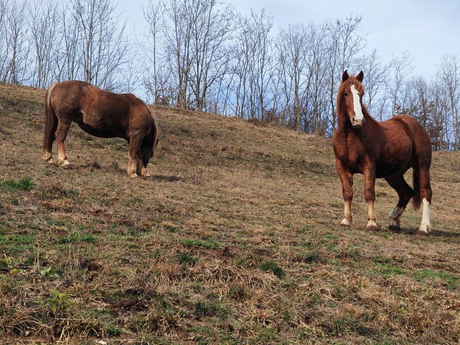 Vand cai semigreu romanesc