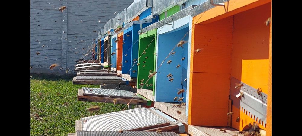 Lazi stupi, cu magazie cladita, colector și hrănitor