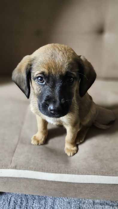 Подаряват се кученца безплатно