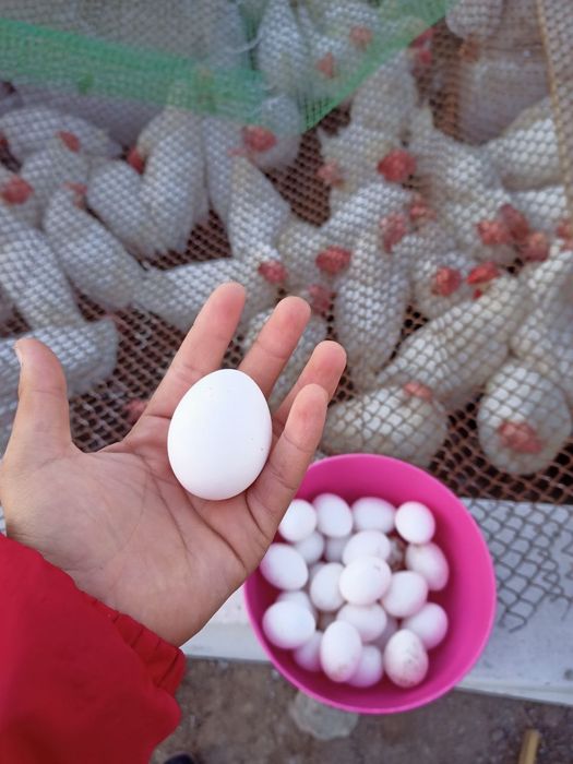 Тауык несушка туып турган сатылады Куры несушка несутся обмен на петух