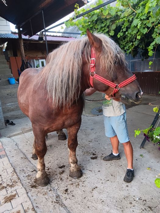 Vand armasar in varsta de 3 ani