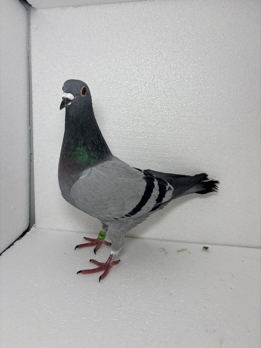 Femela maraton extrem