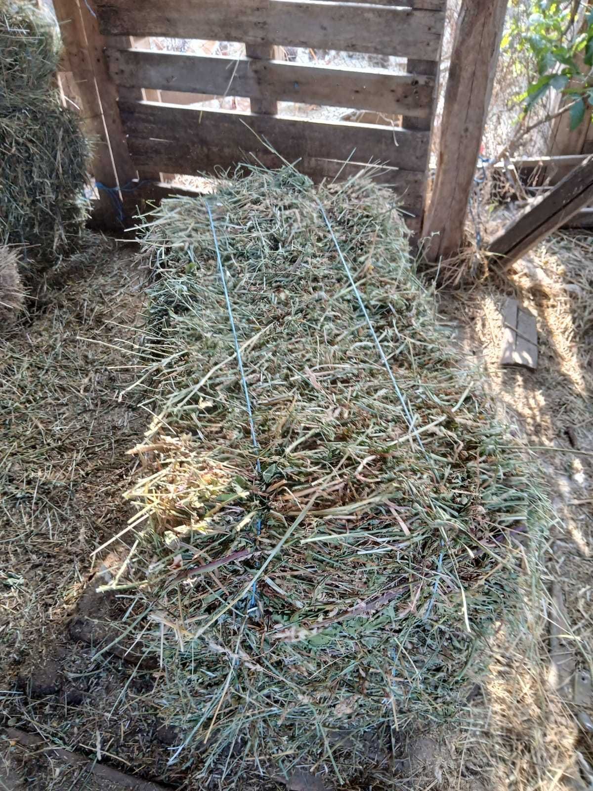 Baloți de lucernă de vanzare