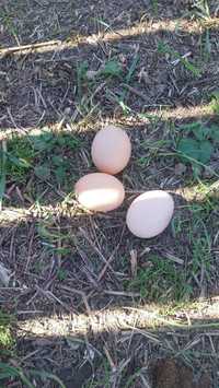 Oua de găină hrănite bio