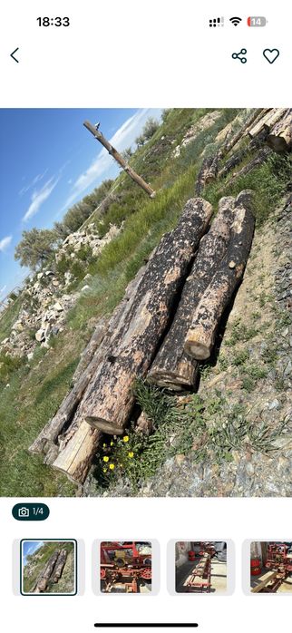 Лес зеленый деловая сосна