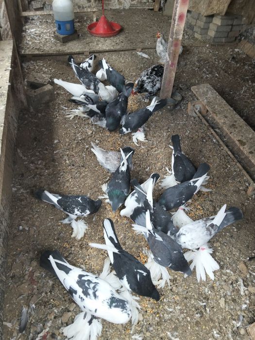 De vânzare porumbei gusati