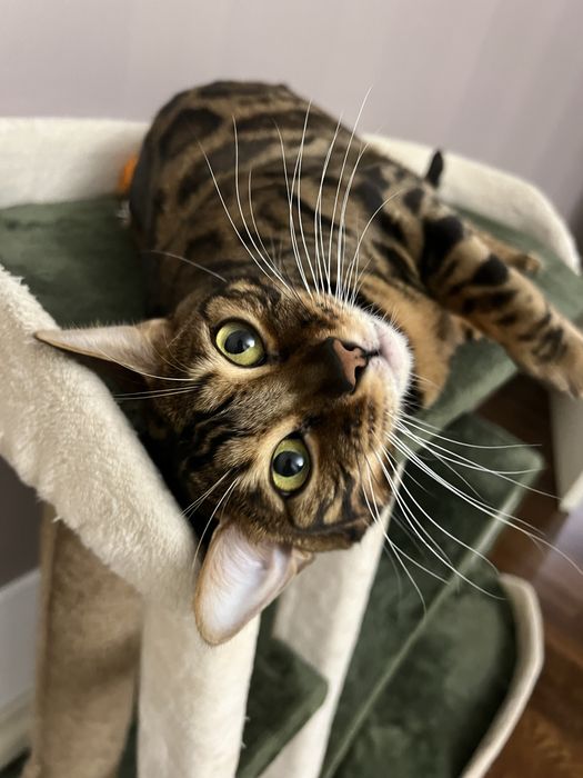 Чистокровная бенгалка с приданным