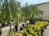 Oferim amenajari cu plante ornamentale