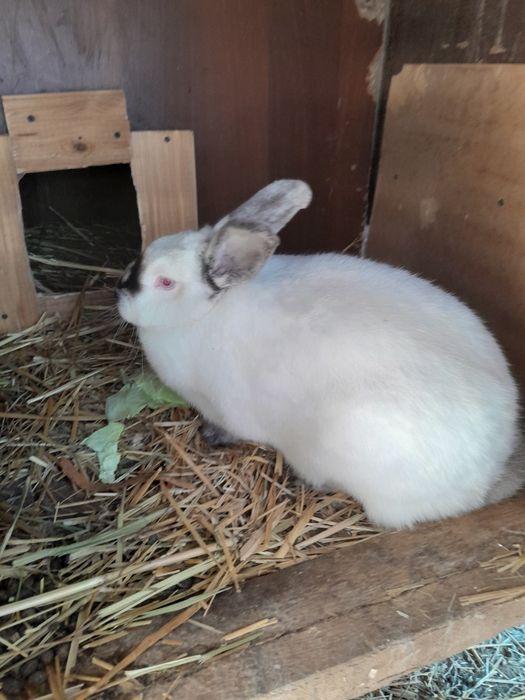 Кролики  крольчихи